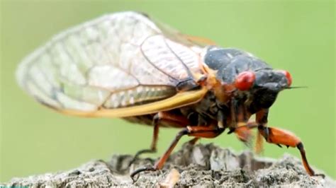 When And Where Will The Cicadas Come Back
