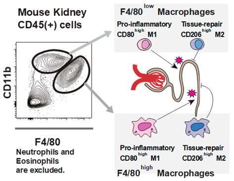 Concept and Diagnostic Challenges of Renal-Limited Hemophagocytic ...