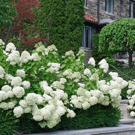 White Wedding Hydrangea | Pure White Blooms for Summer & Fall Beauty