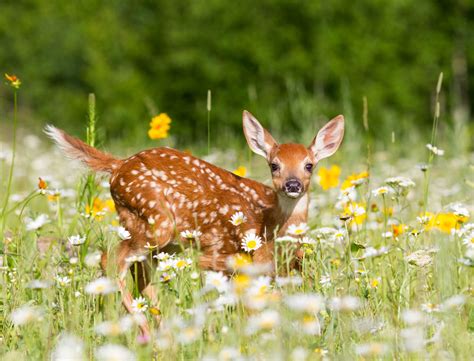 15 Wonderful White-Tailed Deer Facts