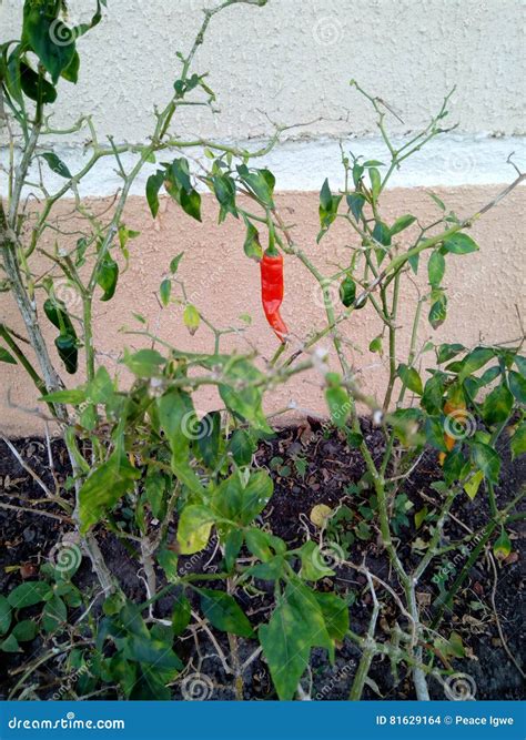 Growing Pepper Plant stock photo. Image of young, plant - 81629164