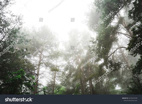 126 Misty Morning Woods Low Angle Images, Stock Photos & Vectors ...
