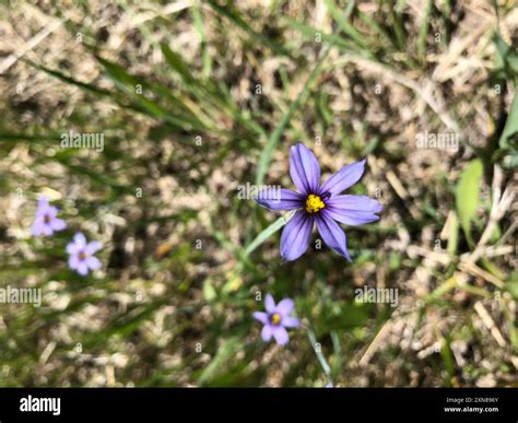 blue-eyed grasses (Sisyrinchium) Plantae Stock Photo - Alamy