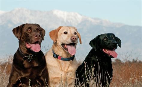 Image result for Labrador Retriever All Colors