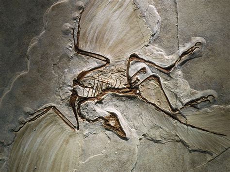Oldest Known Fossil on Sale | emergencydentistry.com