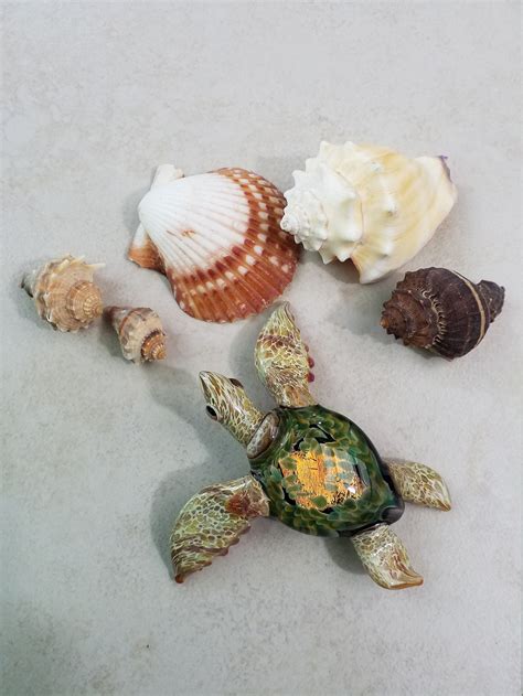 Image result for Empty Sea Turtle Shell