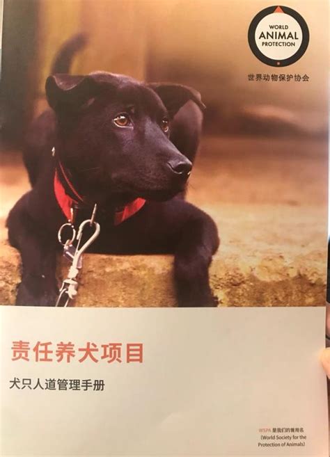 保护宠物海报-保护宠物海报模板-保护宠物海报设计-千库网