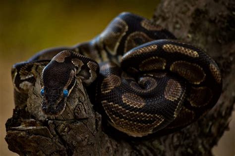 Image result for Reptiles Snake Python