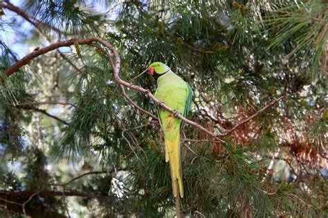Image result for Simple Parrot Treets