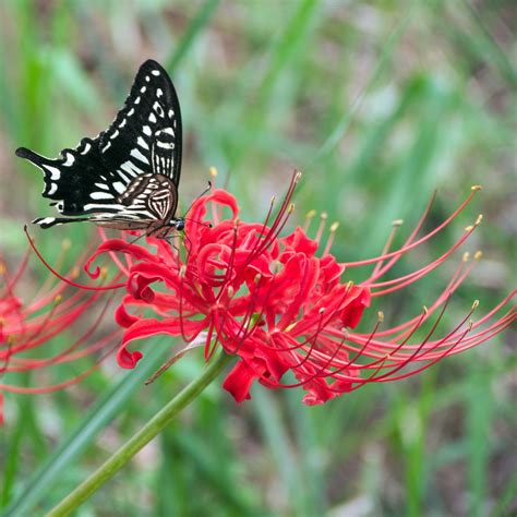 Red Spider Lily Bulbs For Sale | Lycoris - Red 'Radiata' Trio – Easy To ...