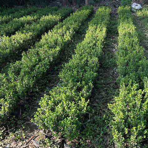 Hedge Plants – Natural Green Fencing for Your Garden — Saharanpur Nursery