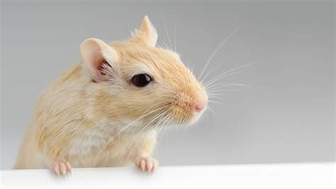 Feeding My Gerbil | Companion Care