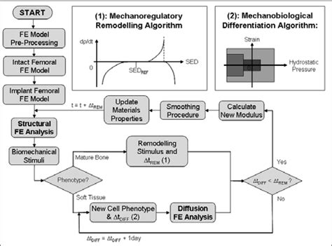 Bone Development Algorithm 的图像结果