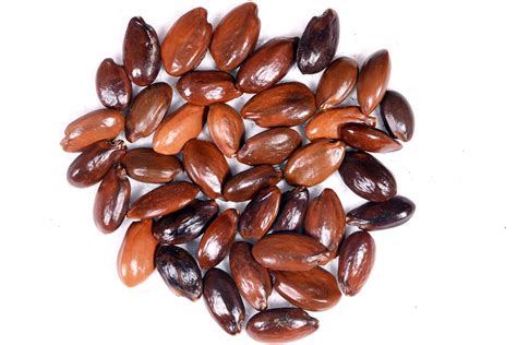 RK Seeds- Mimusops elengi -Bullet wood tree seeds - Indian medlar seeds ...