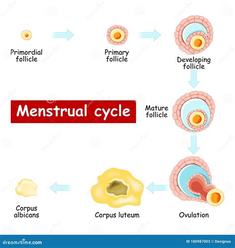 Menstrual Cycle. Changes in Ovary: from Developing Follicle To ...