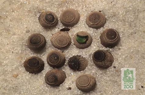 Image result for Insect Inside Review