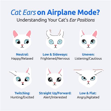 Cat Ears on Airplane Model