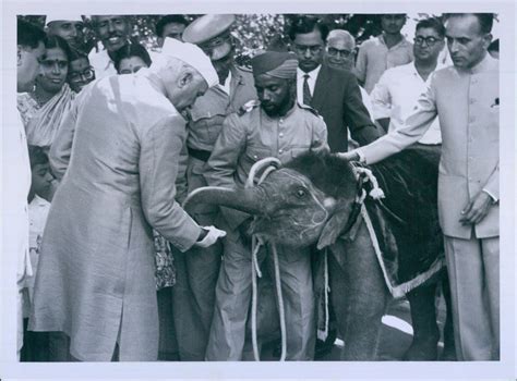 Prime Minister Jawaharlal Nehru Feeds Baby Elephant - 1961 - Old Indian ...