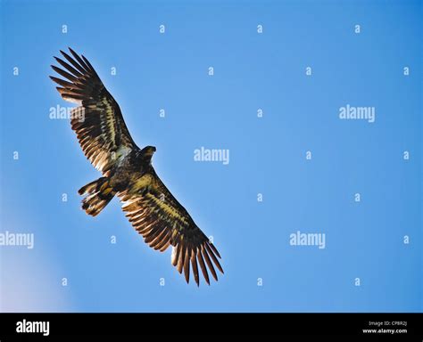 Golden Eagle In Flight
