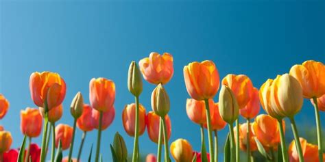 Image result for Amazing Facts Spring