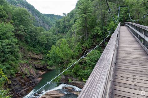 Are Dogs Allowed At Tallulah Gorge State Park