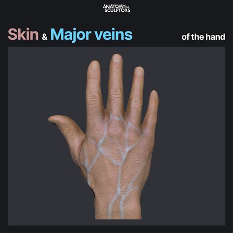 Anatomy For Sculptors - Tendons and Major veins of the hand