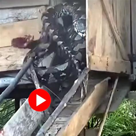 Image result for Giant Python Catching Prey