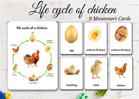 Life Cycle Of A Chicken Printable Book - Printable Free Templates