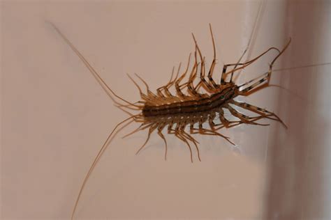 House Centipede vs Silverfish: Key Differences Explained