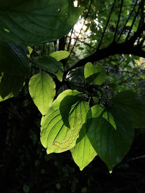 Drawing from Nature at Crane Park Island, Crane Park Island, Feltham, 7 ...