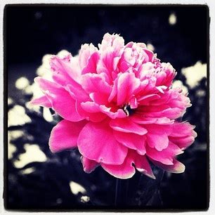 Color Splash App 的图像结果