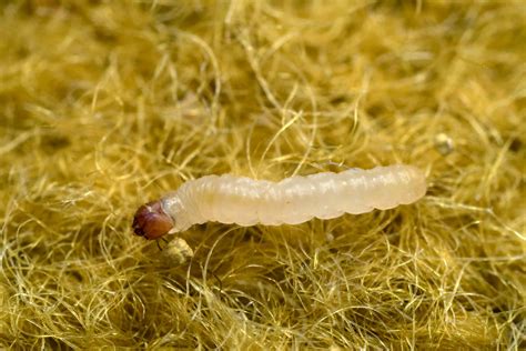 Different Types Of Larvae In Insects at Amy Yates blog
