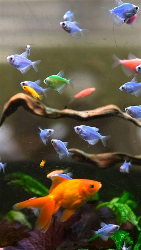 Moving Fish Desktop 的图像结果