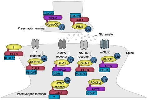 Cullin-RING Ubiquitin Ligases in Neurodevelopment and ...