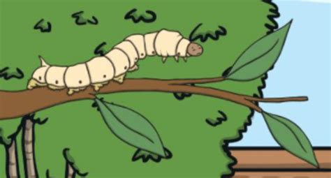 Silkworms are the caterpillar of the silk moth. The ones who produce ...