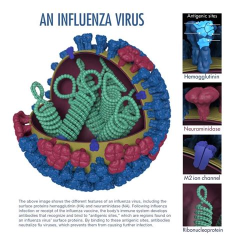 病毒在生物体内都干了什么？这些斗争细节你要知道|流感|基因编辑|细节_新浪科技_新浪网