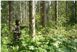 The Use of Satellite Information (MODIS/Aqua) for Phenological and ...