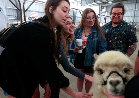 Michigan Alpaca Fest hosts 25th competition at Allegan Co. Fairgrounds