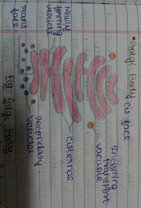 Golgi Apparatus Drawing