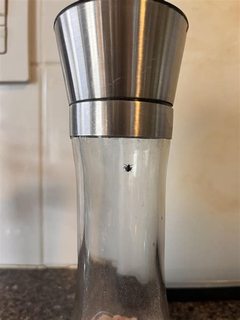 Lantern Fly Nymph 的图像结果