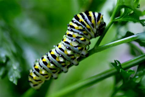 Appalachian Journal : The Life of a Black Swallowtail Caterpillar--updated
