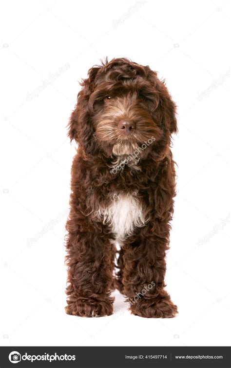 Image result for Chocolate Cockapoo