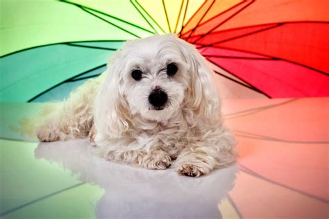 How Dogs See Colors 的图像结果