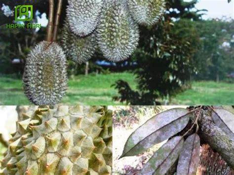 Image result for Java Rice Drawing