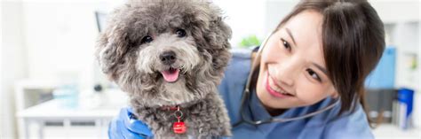 Image result for Accredited Vet Tech Programs