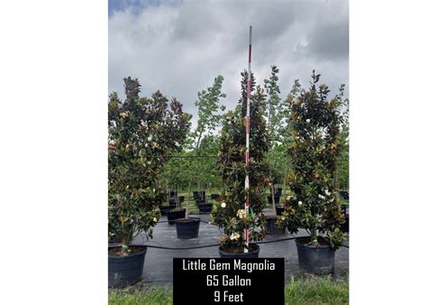 Little Gem Magnolias | Texas Tree Farms