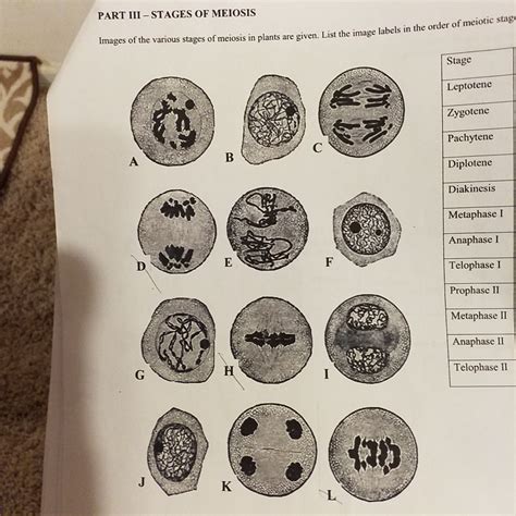 Stages Of Meiosis Microscope