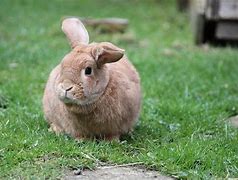 Image result for Human Hugging Bunnies