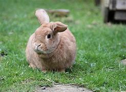 Image result for Bunnies Hugging Clip Art