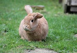 Image result for Teacup Tinny Cute Rabbit